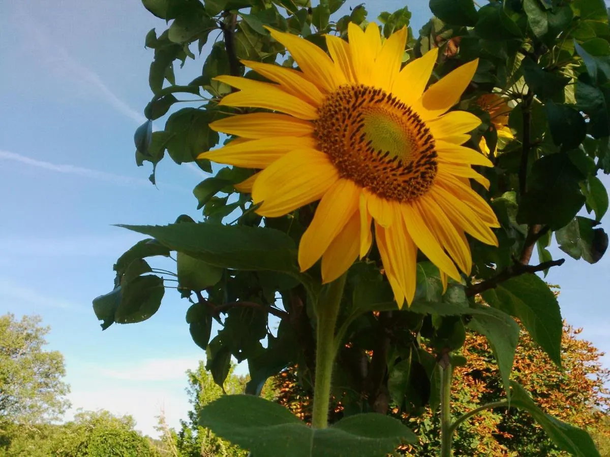 Le tilleul à fleurs Dégagnac 0*,