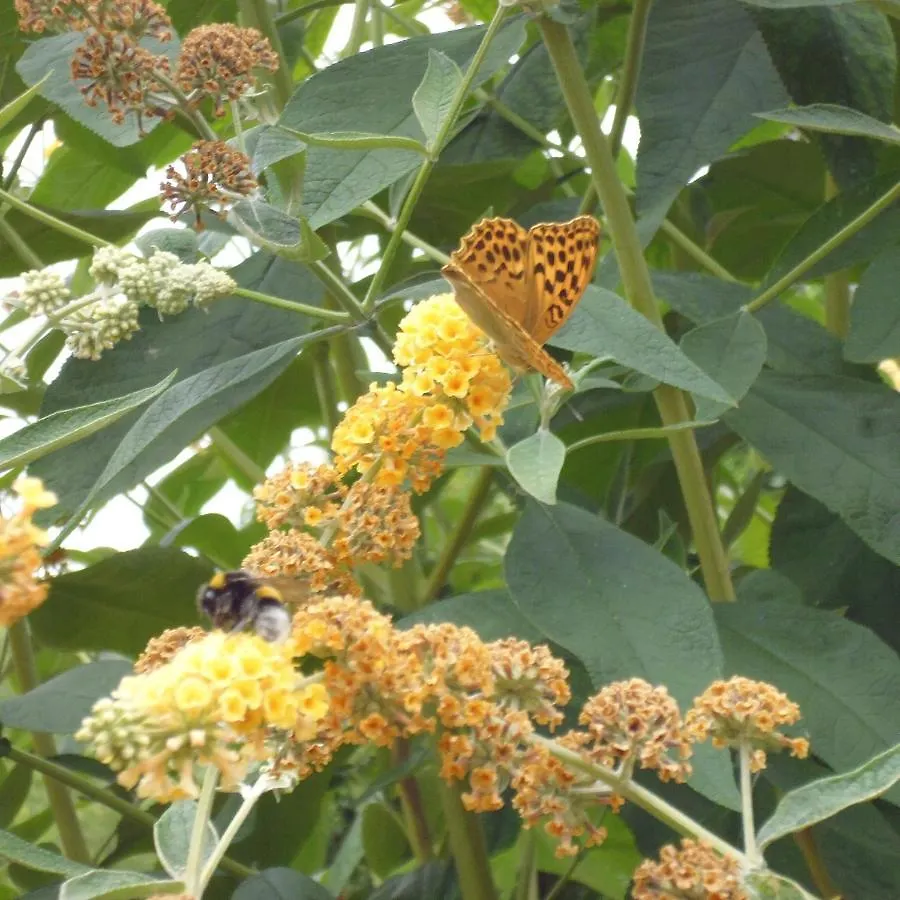 Le tilleul à fleurs Dégagnac Francia