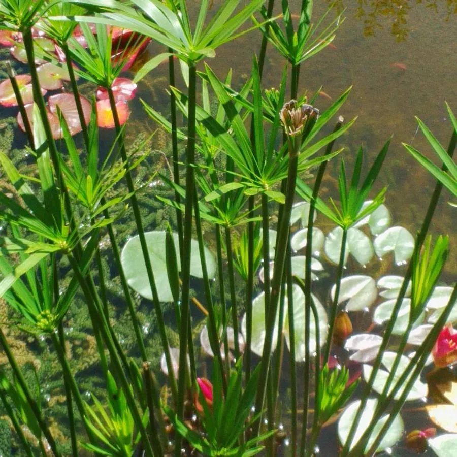 Le Tilleul A Fleurs Dégagnac