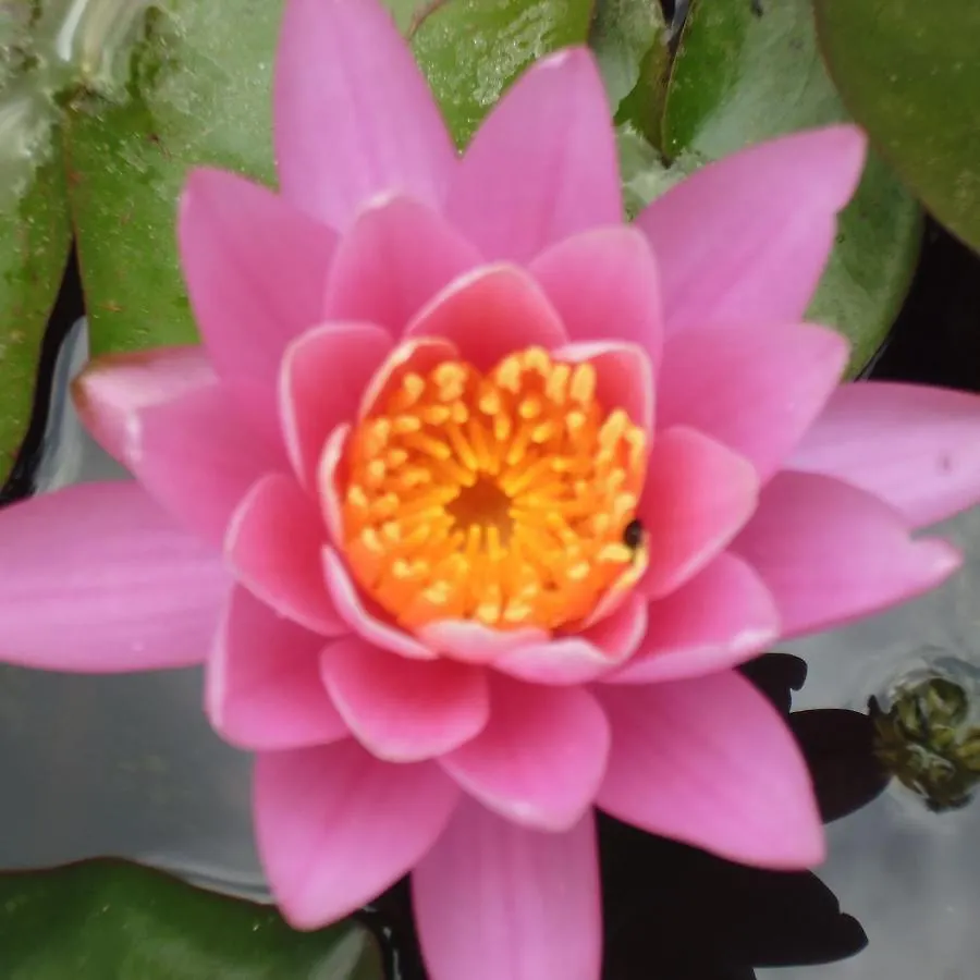 Le Tilleul A Fleurs Dégagnac Frühstückspension